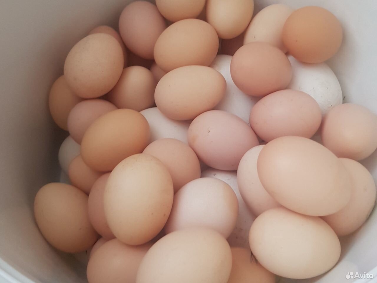 Инкубационное яйцо Австралорпа купить на Зозу.ру - фотография № 1