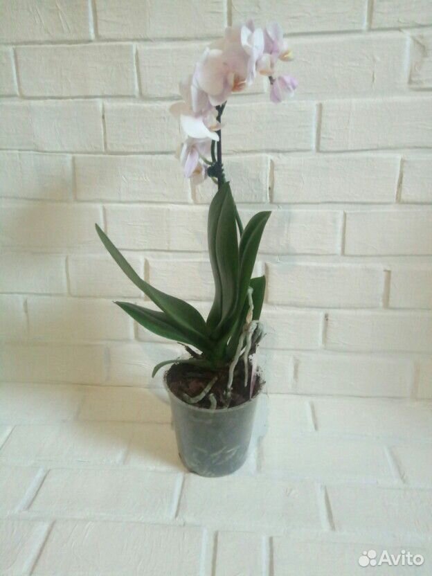 Орхидея фаленопсис купить на Зозу.ру - фотография № 6
