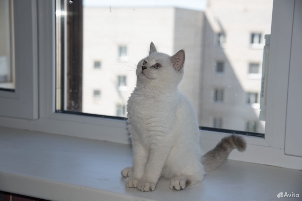 Шотландский котенок купить на Зозу.ру - фотография № 5