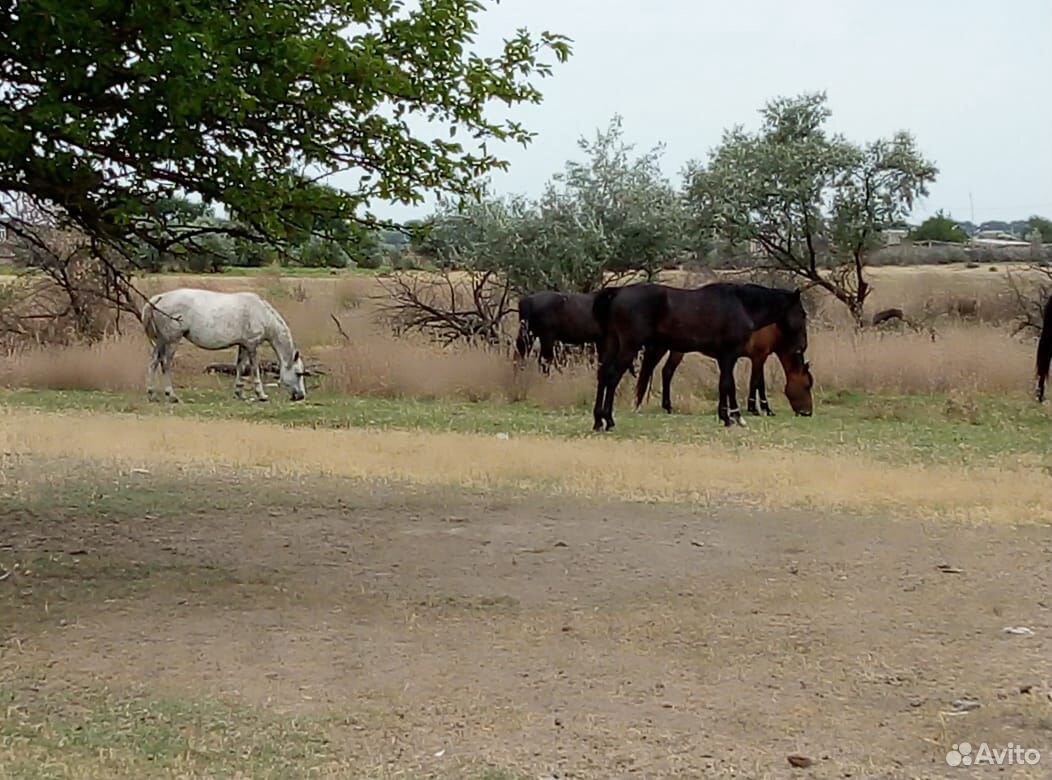 Коровы, бычки, лошади купить на Зозу.ру - фотография № 6