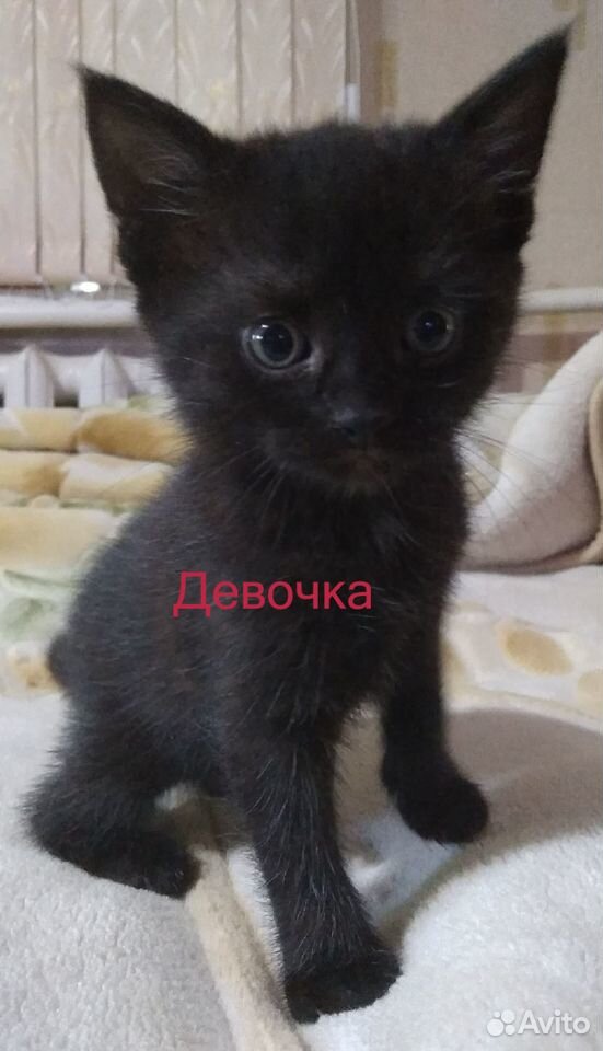 Отдадим котят в хорошие руки купить на Зозу.ру - фотография № 2