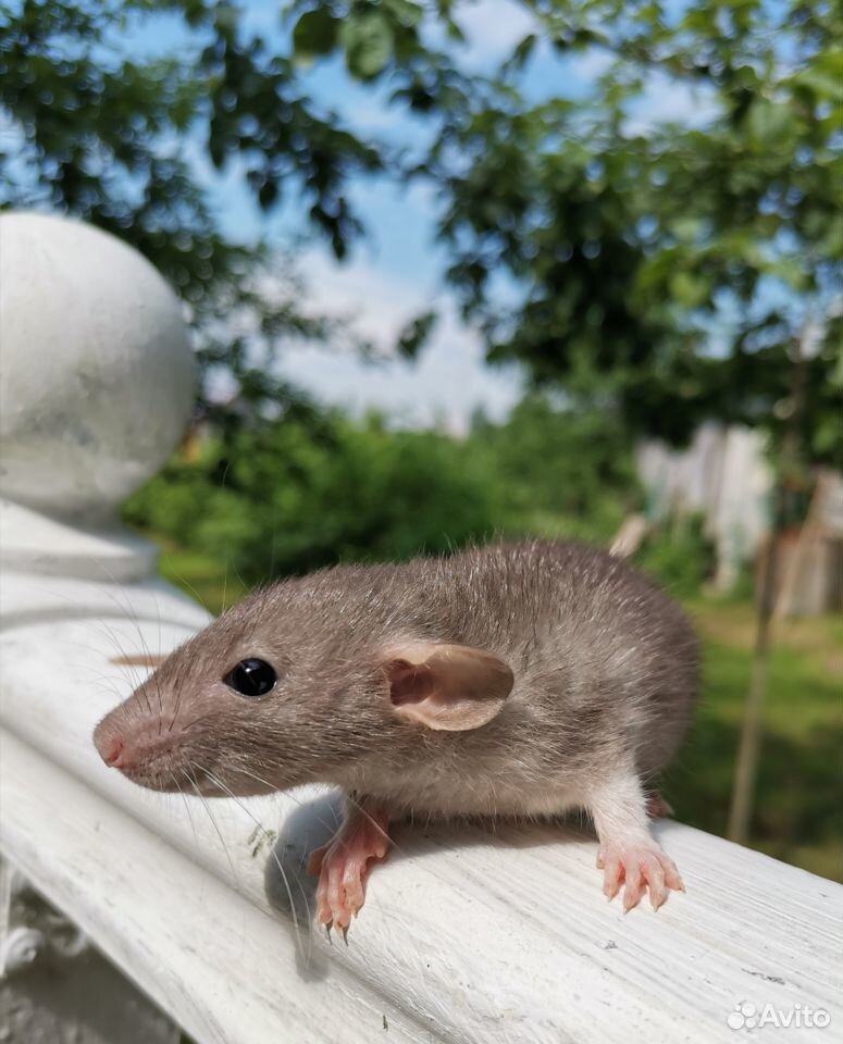 Крысята Дамбо купить на Зозу.ру - фотография № 5