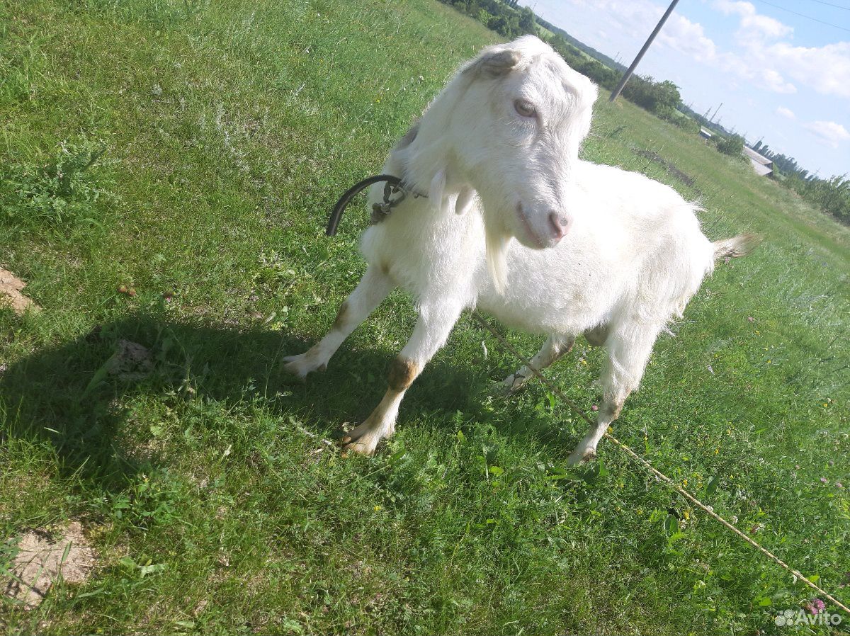 Продам козла, козочку, козу, все породы Ламанча купить на Зозу.ру - фотография № 1