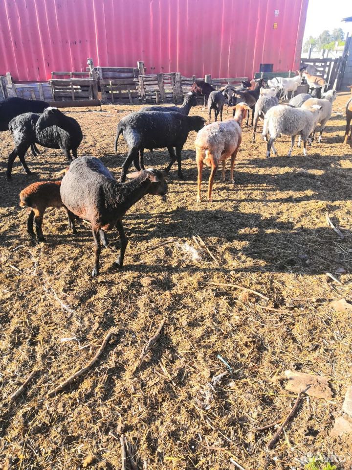 Корова, овцы, козы купить на Зозу.ру - фотография № 8