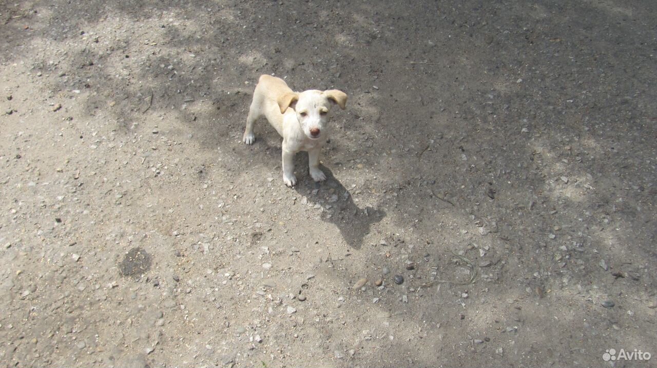 Помогите спасти щенков купить на Зозу.ру - фотография № 3