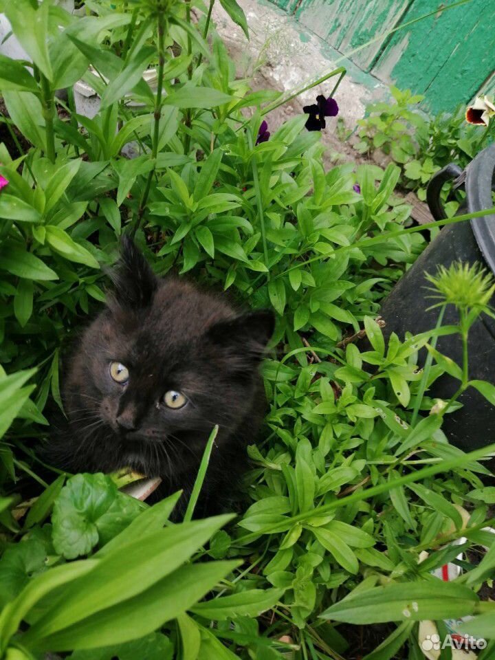 Чёрный коток 2 месяца купить на Зозу.ру - фотография № 3