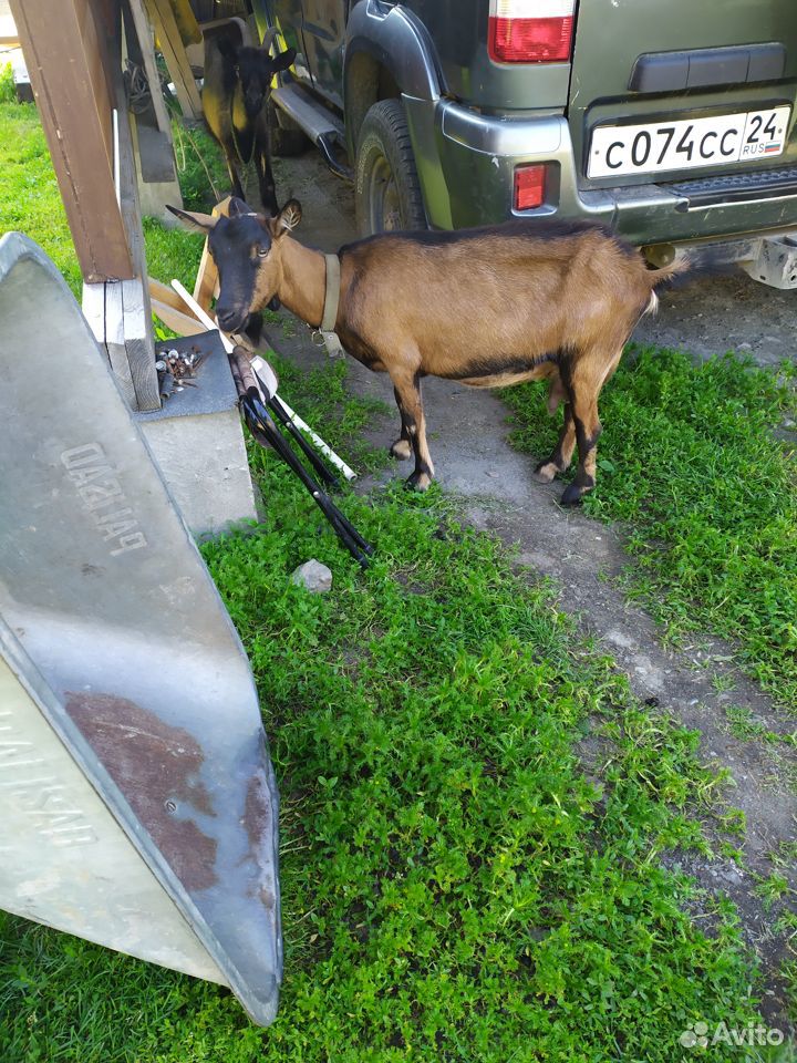 Продам дойных коз на мясо купить на Зозу.ру - фотография № 5