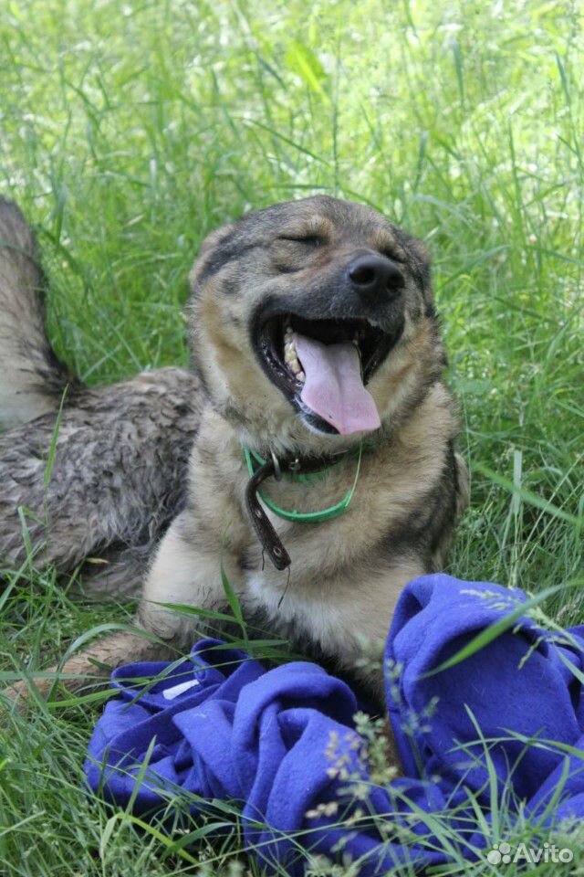 Собака-улыбка Томми в дар купить на Зозу.ру - фотография № 8