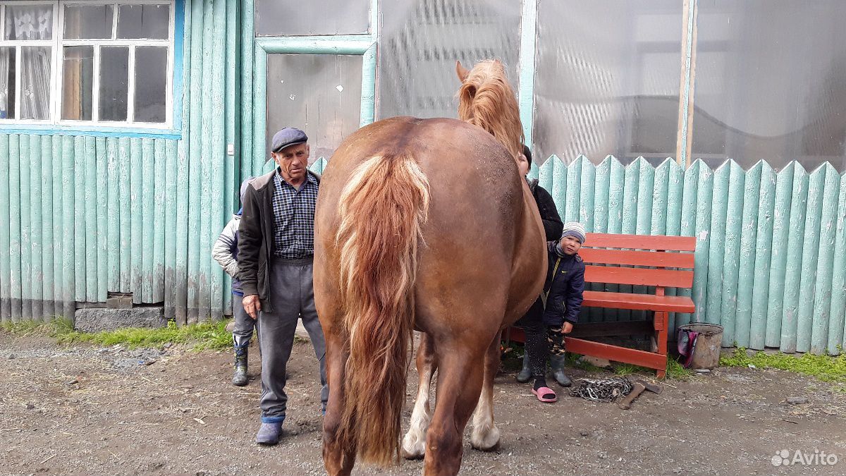 Лошадь русский тяж 9 лет купить на Зозу.ру - фотография № 3