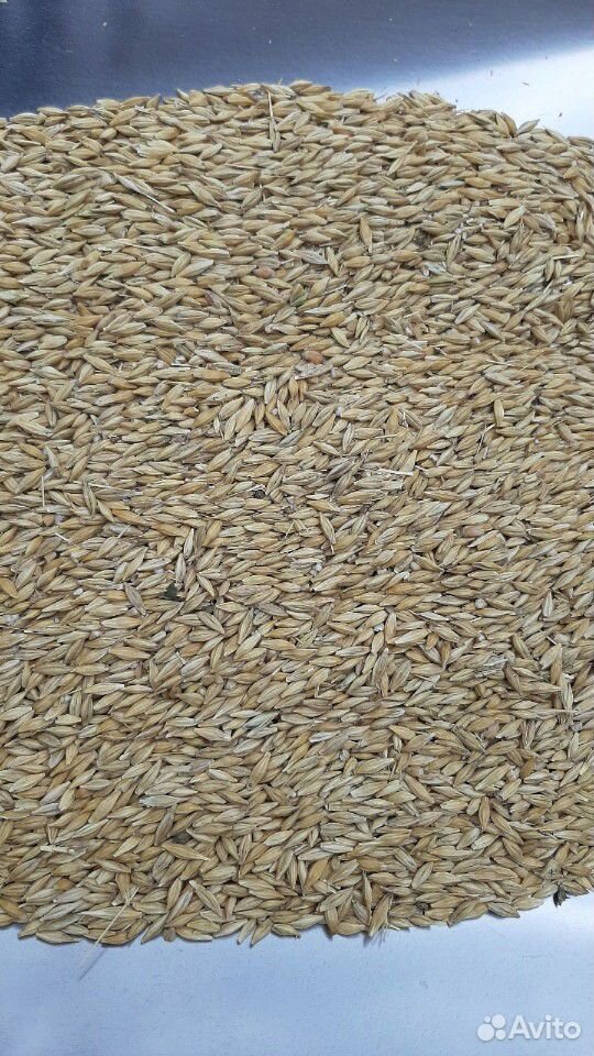 Зерно ячмень, кукуруза, пшеница, горох купить на Зозу.ру - фотография № 1