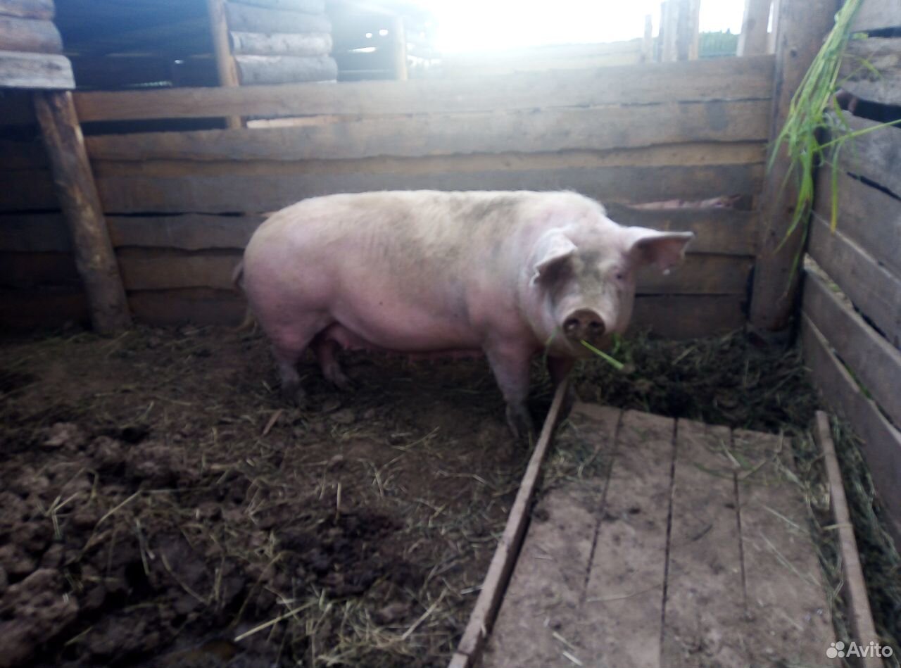 Свиноматка, хряк на племя купить на Зозу.ру - фотография № 2