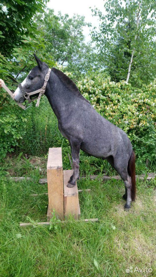 Шетлендские пони купить на Зозу.ру - фотография № 2