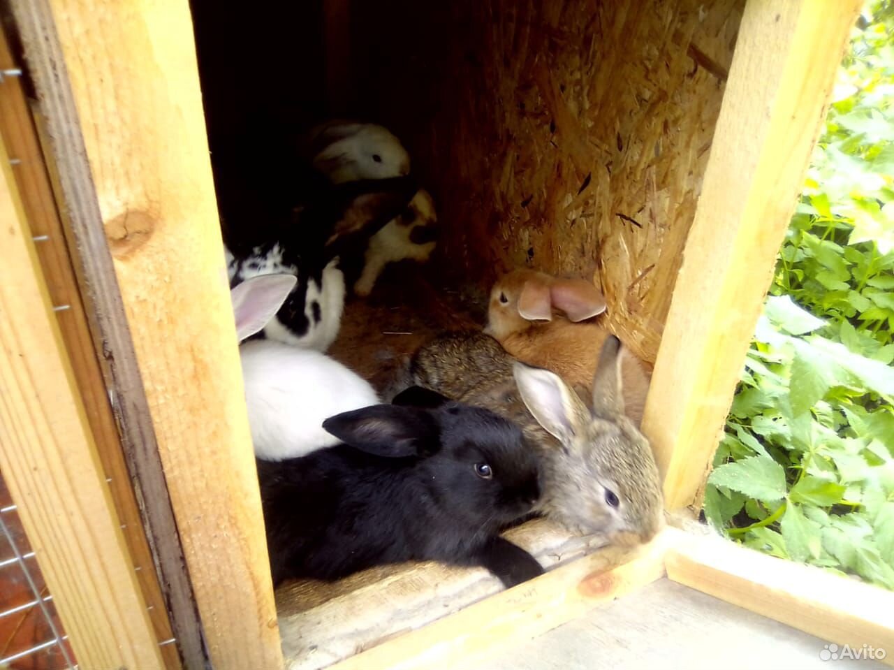 Кролики, крольчата месячные купить на Зозу.ру - фотография № 6