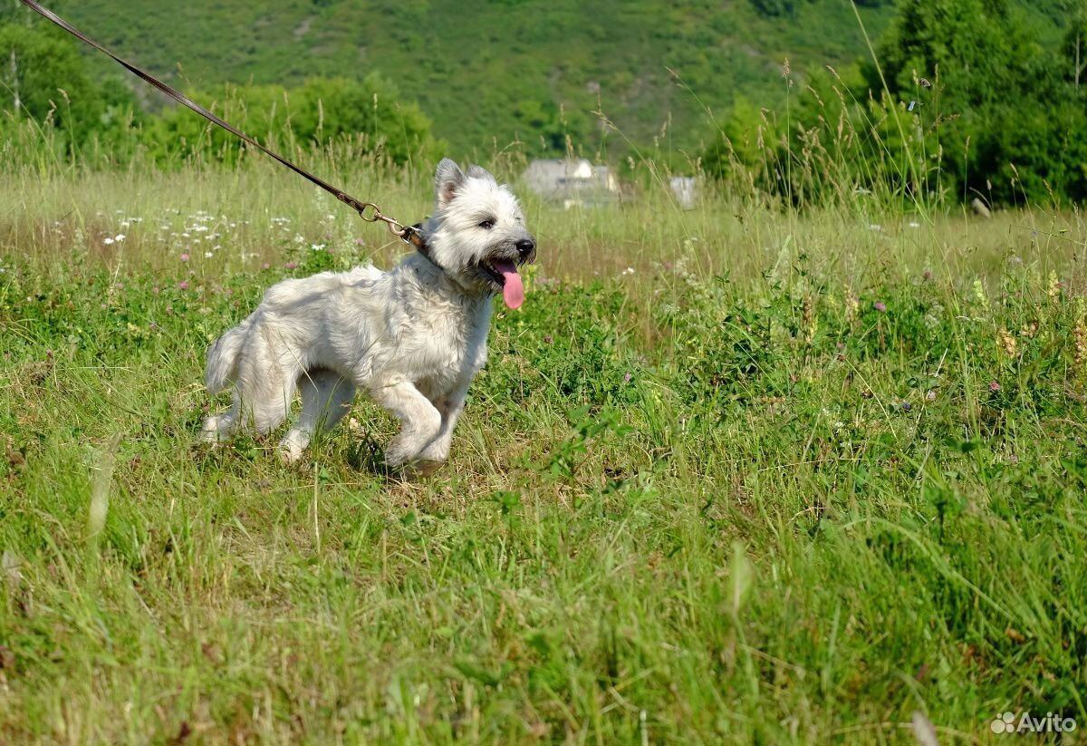 Собака для семьи купить на Зозу.ру - фотография № 8