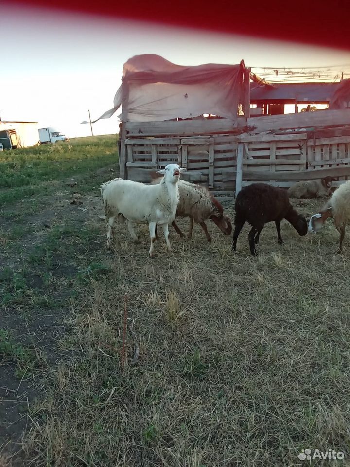 Продаётся овцы купить на Зозу.ру - фотография № 2