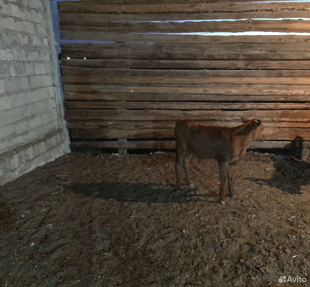 Корова с телёнком не худая не больная купить на Зозу.ру - фотография № 2