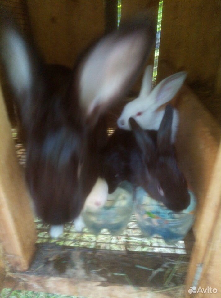 Крольчихи с крольчатами купить на Зозу.ру - фотография № 6
