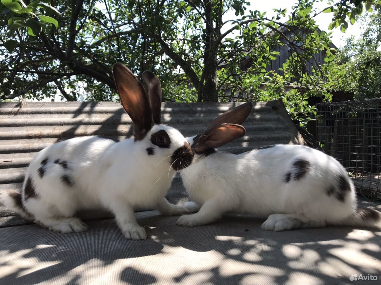 Самые красивые породы кроликов. Кролики калифорнийской породы фото красивые. Порода кроля полавське србло. Авито породы кроликов