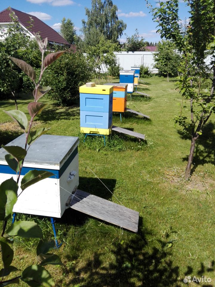 Улья с пчелами купить на Зозу.ру - фотография № 1