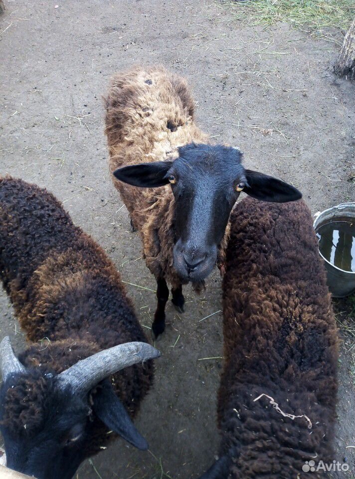 Овца с ягнятами купить на Зозу.ру - фотография № 1
