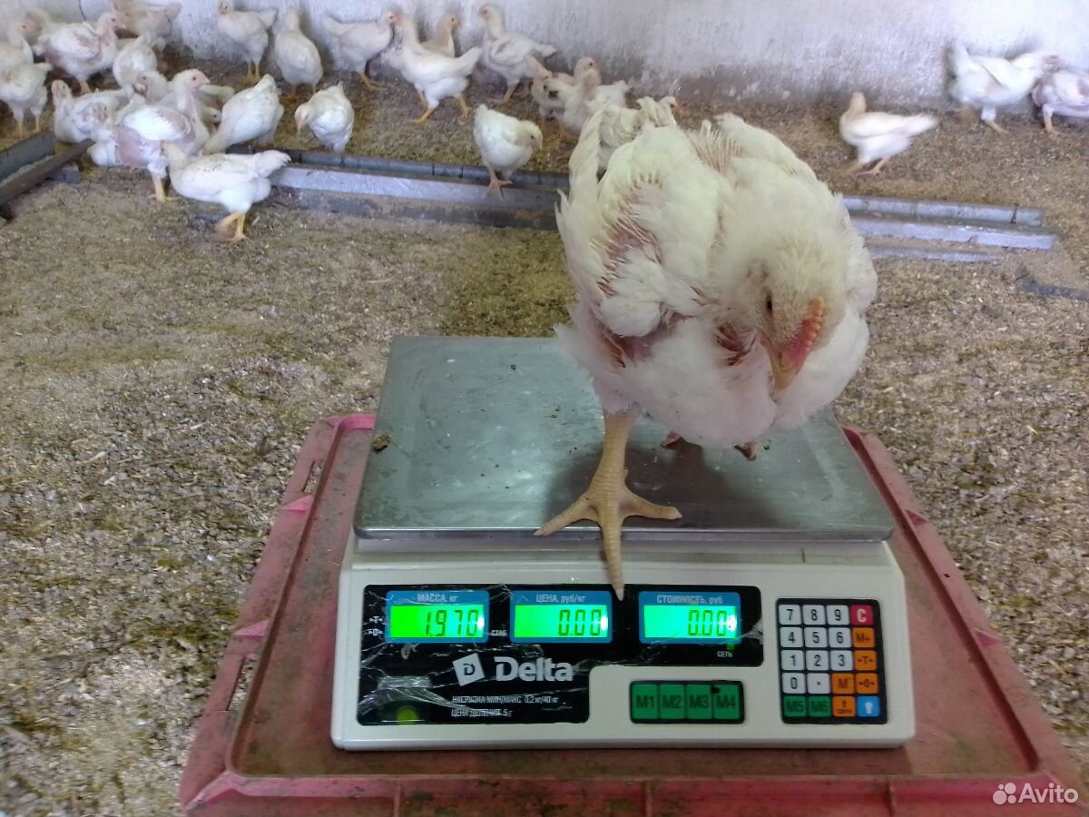 Цыплята бройлер кобб 500 возраст 28 дней купить на Зозу.ру - фотография № 5