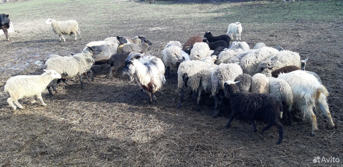 Бараны и овцы купить на Зозу.ру - фотография № 1