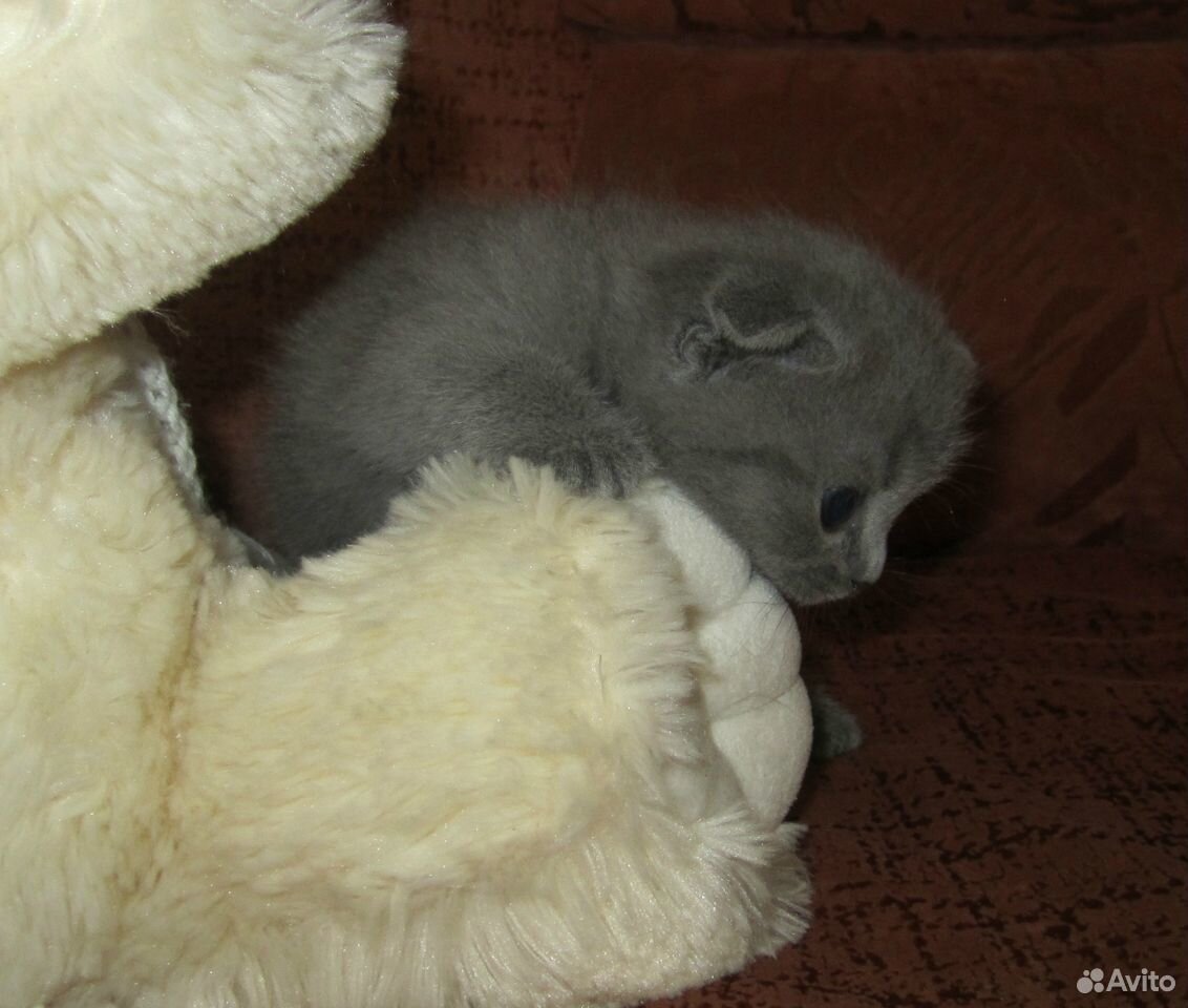 Вислоухие котятки купить на Зозу.ру - фотография № 3