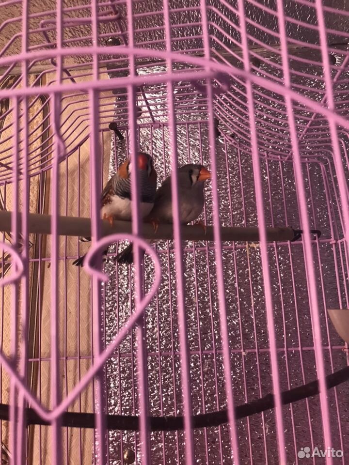 Продаю птичек Амадины девочка и мальчик с клеткой купить на Зозу.ру - фотография № 2