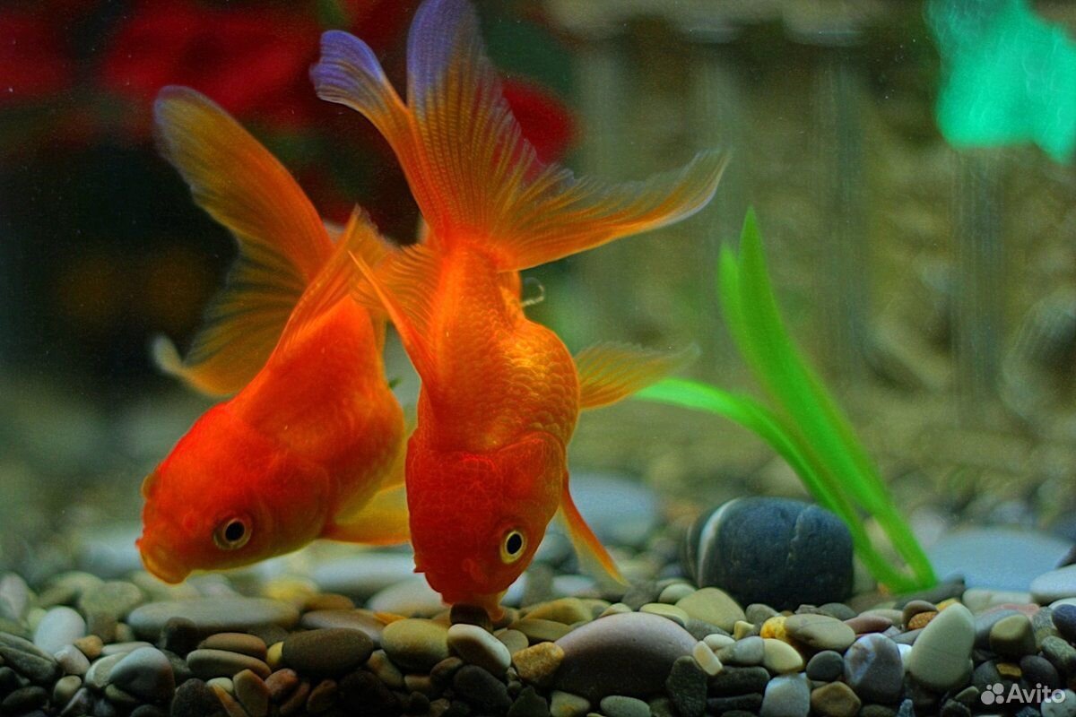 Аквариумные рыбки фотографии. Аквариумные рыбки Золотая рыбка. Жемчужинка рыбка аквариумная. Золотая рыбка Оранда красная. Золотая рыбка Веерохвост красный.