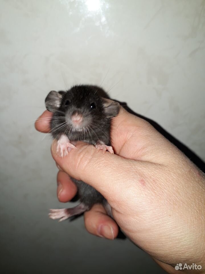 Крысятки ушастые Дамбо. Готовы к переезду купить на Зозу.ру - фотография № 2