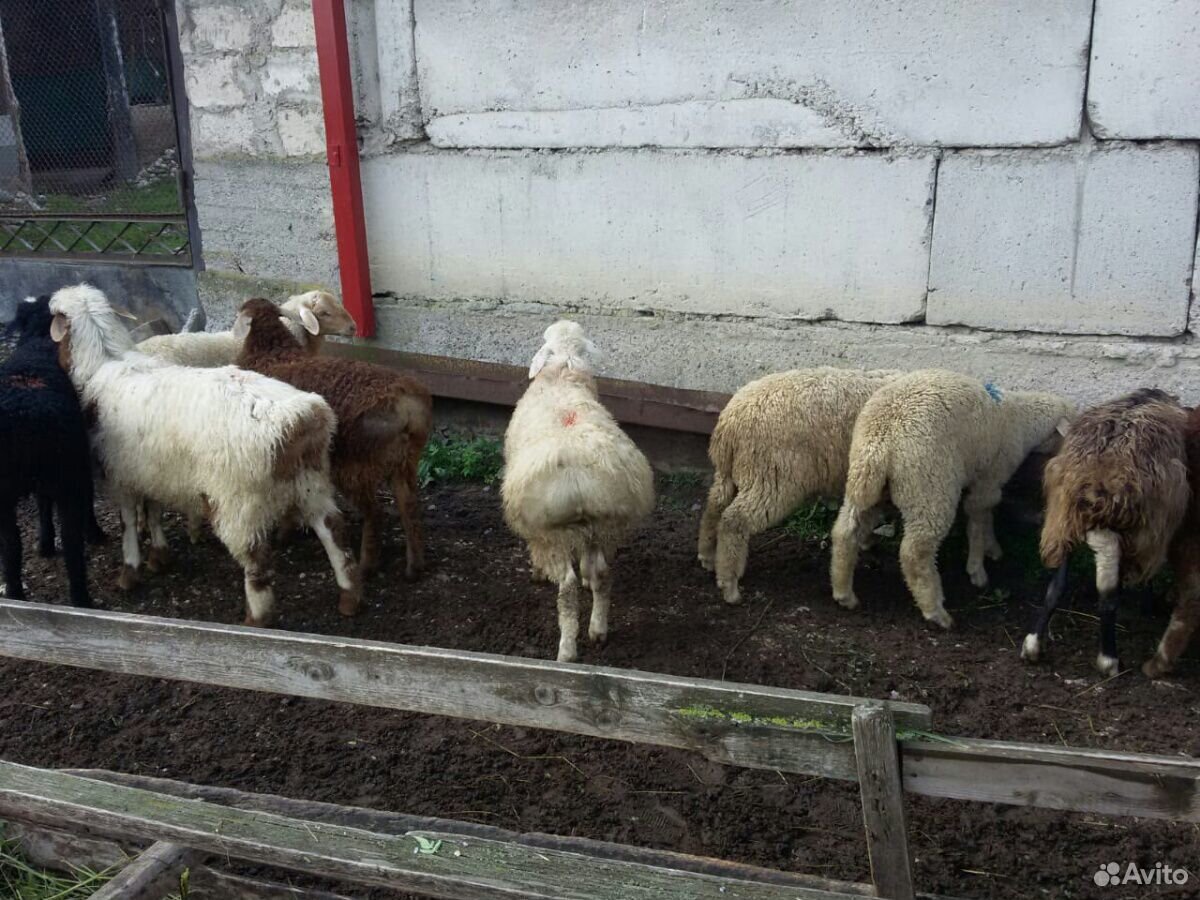 Овцы и ягнята купить на Зозу.ру - фотография № 4