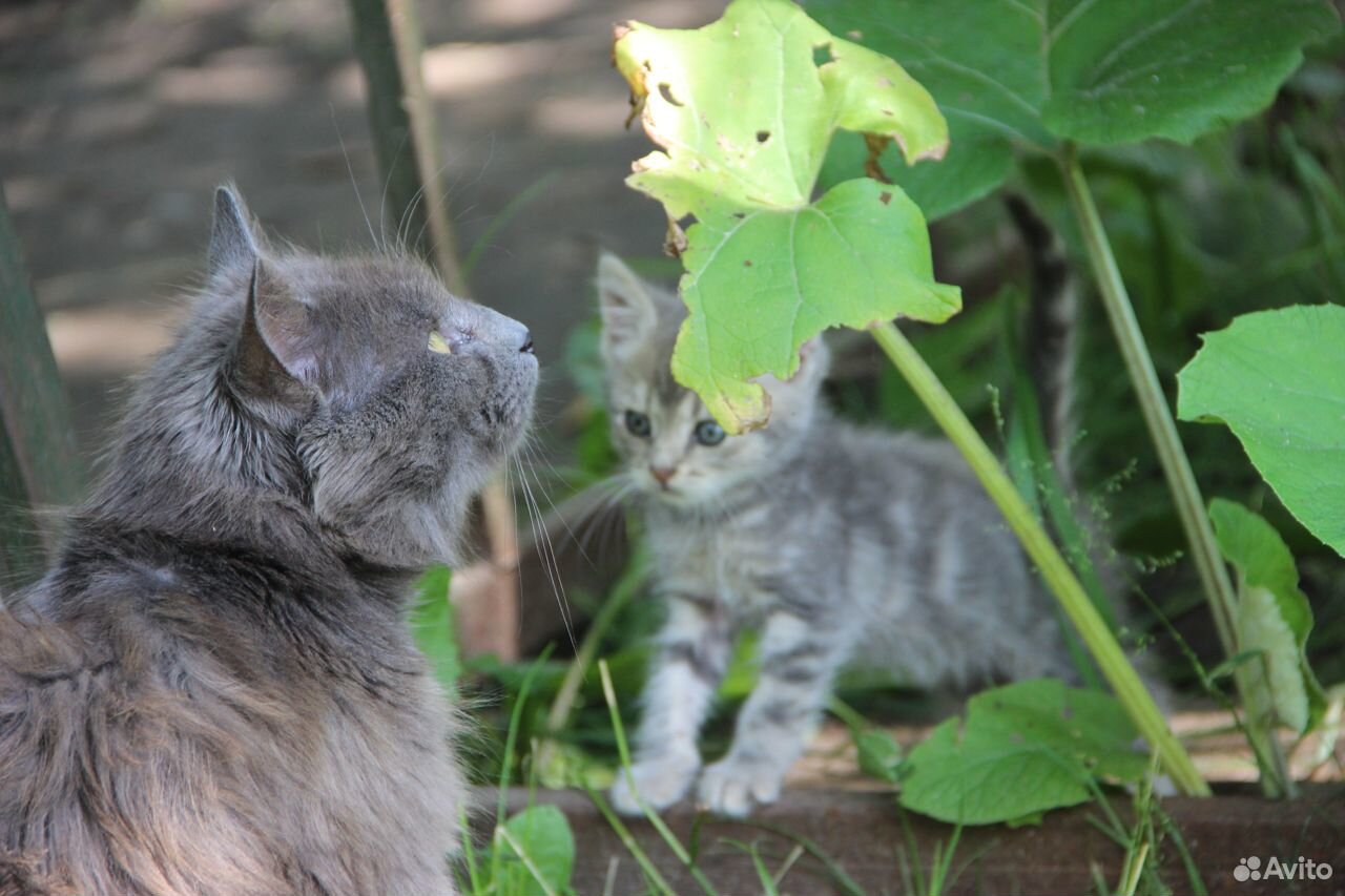 Отдам милых котяток, рождённых на даче купить на Зозу.ру - фотография № 4