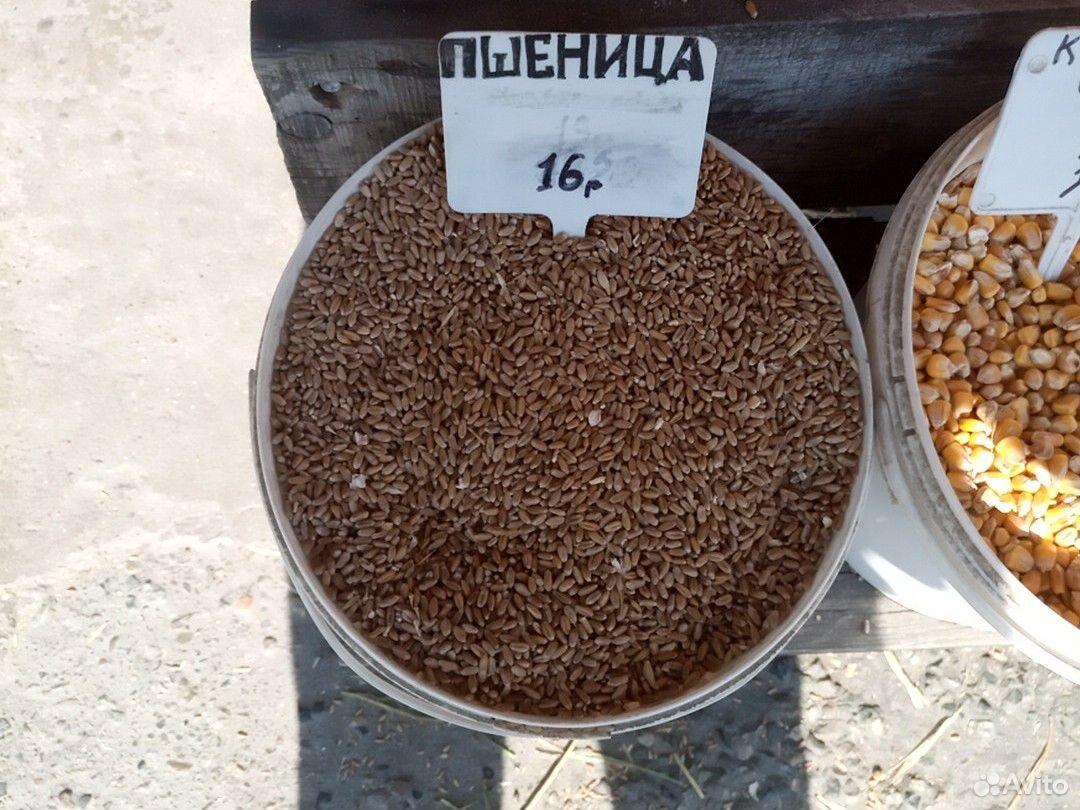 Пшеница. Комбикорма купить на Зозу.ру - фотография № 5