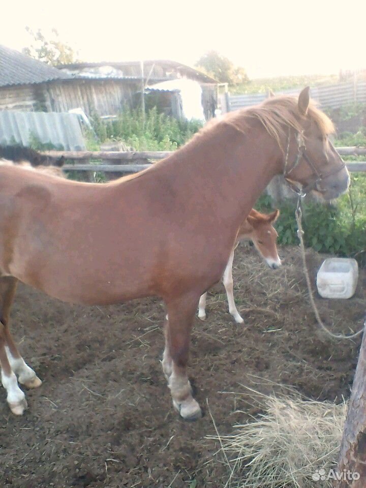 Лошадь с жеребенком купить на Зозу.ру - фотография № 4