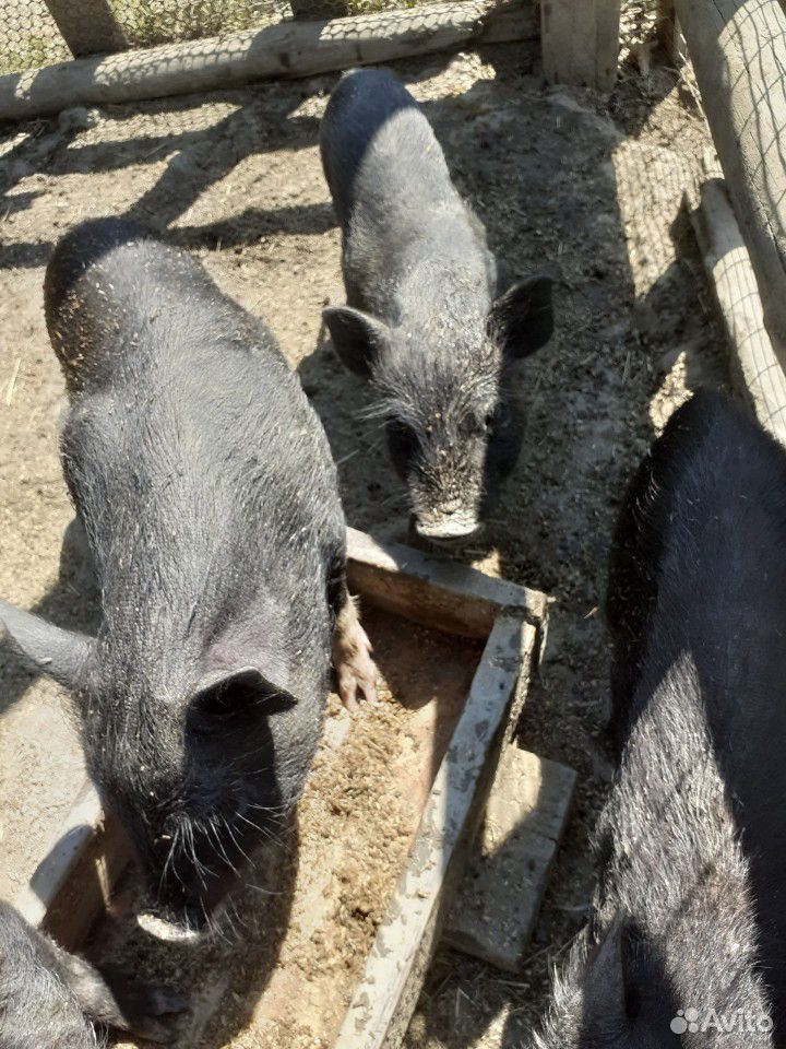 Ветнамские веслобрюхие свиньи купить на Зозу.ру - фотография № 5