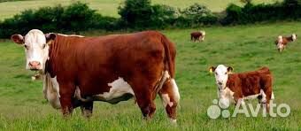 Продам коров породы Герефорд с телятами купить на Зозу.ру - фотография № 2