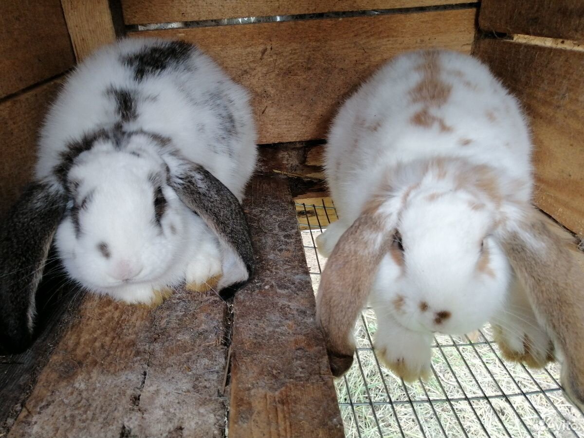 Кролики немецкая ангора и французский баран купить на Зозу.ру - фотография № 6