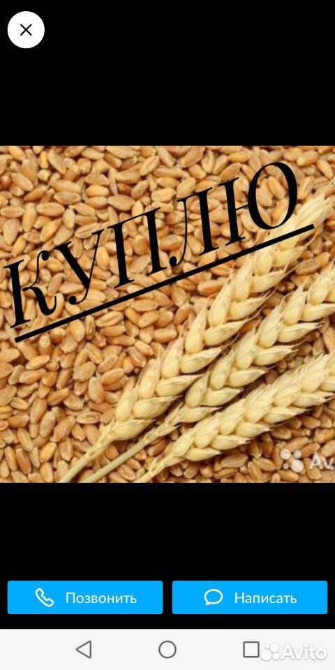 Ячмень пшеница кукуруза купить на Зозу.ру - фотография № 2
