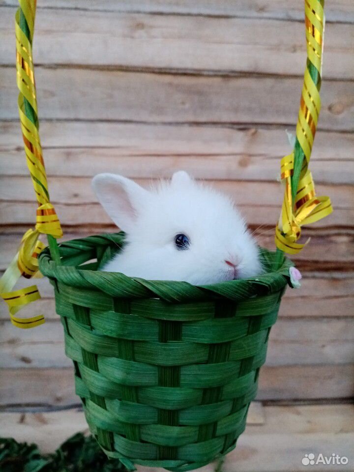 Декоративный кролик купить на Зозу.ру - фотография № 1