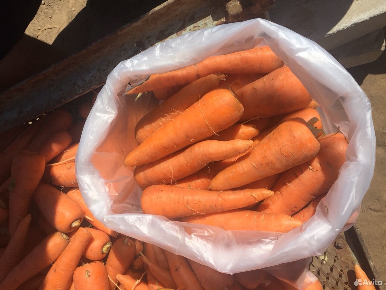 Морковь, Свекла урожай 2020 года купить на Зозу.ру - фотография № 3
