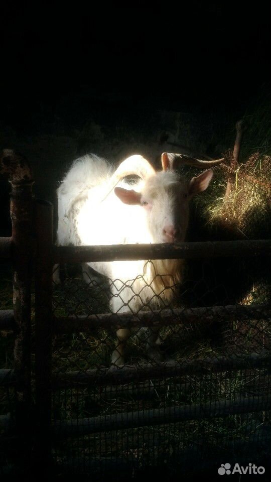 Стадо коз купить на Зозу.ру - фотография № 3
