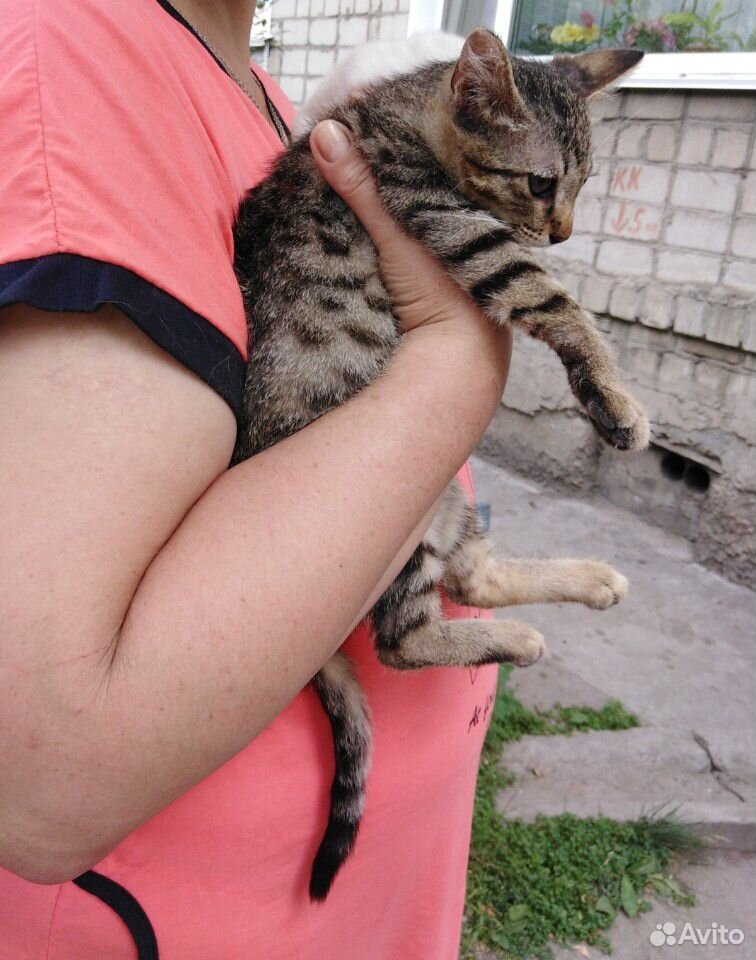 Котенок девочка в добрые руки купить на Зозу.ру - фотография № 4