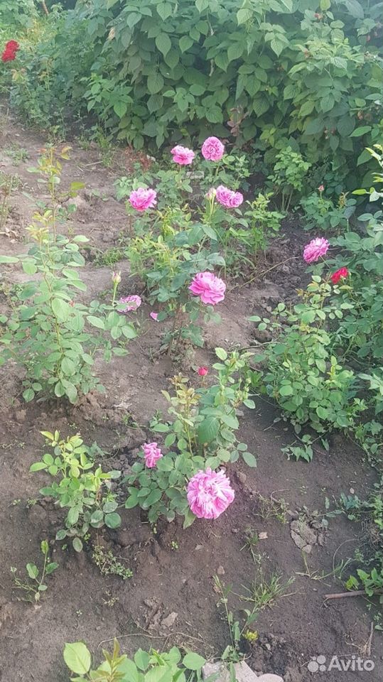 Розы саженцы купить на Зозу.ру - фотография № 5