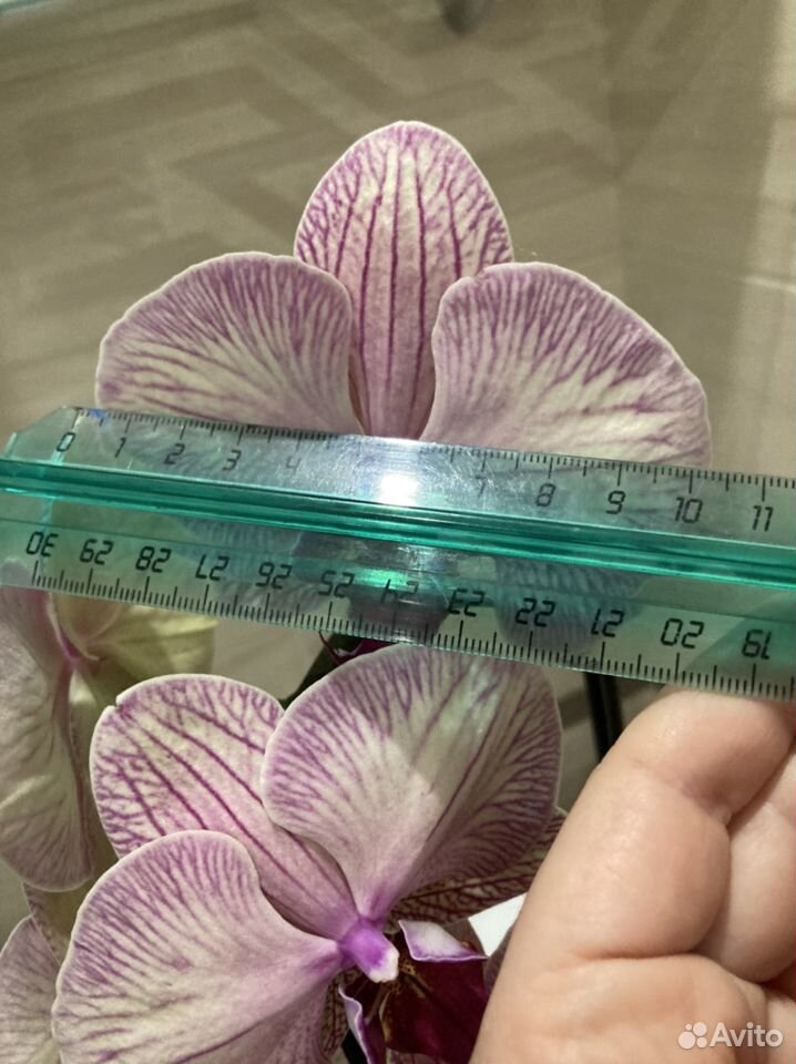 Орхидея (цветёт) фаленопсис каскад Венозный купить на Зозу.ру - фотография № 4