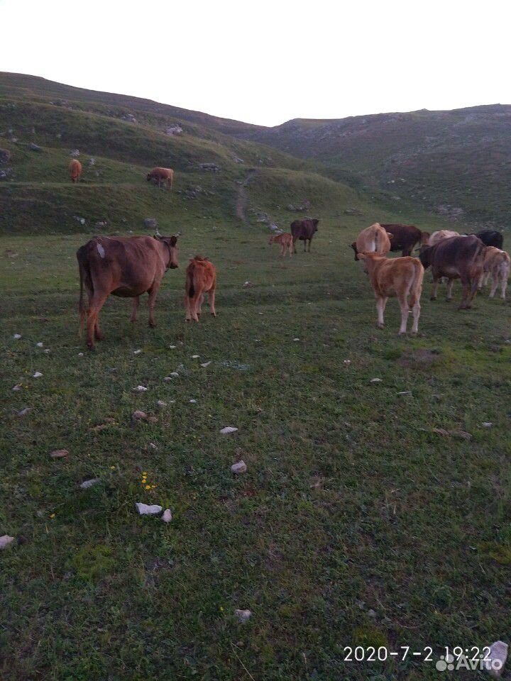 Коровы дойные с телятами купить на Зозу.ру - фотография № 2