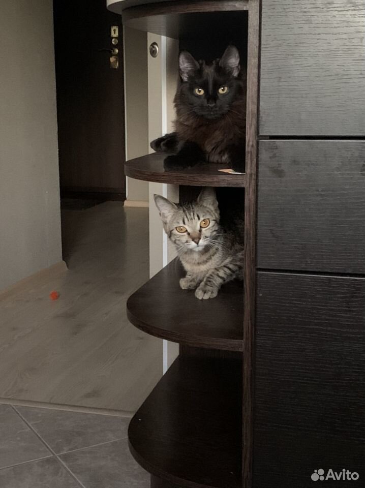 Две кошки подружки купить на Зозу.ру - фотография № 5