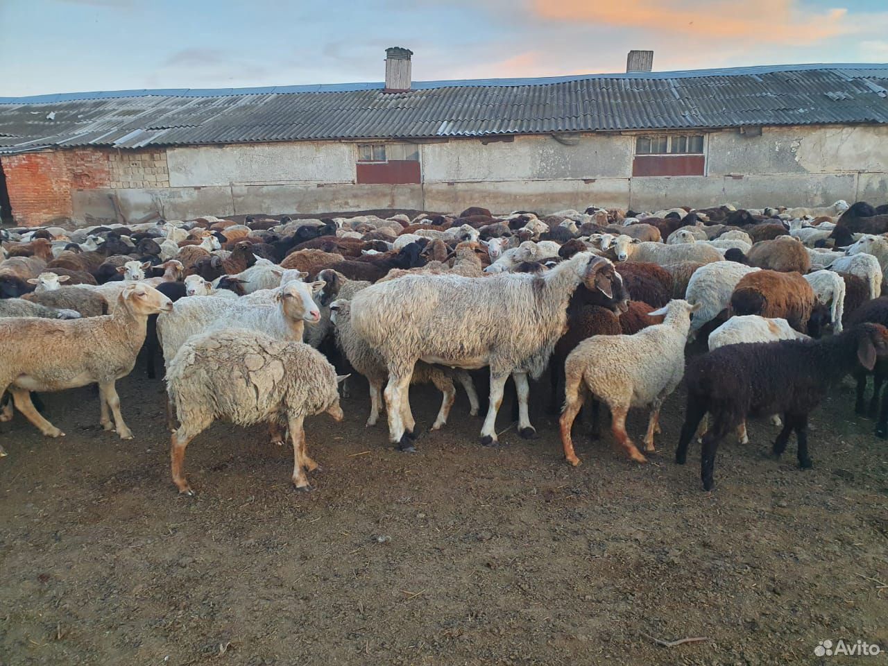 Бараны, овцы на Курбан-Байрам и другие цели купить на Зозу.ру - фотография № 3