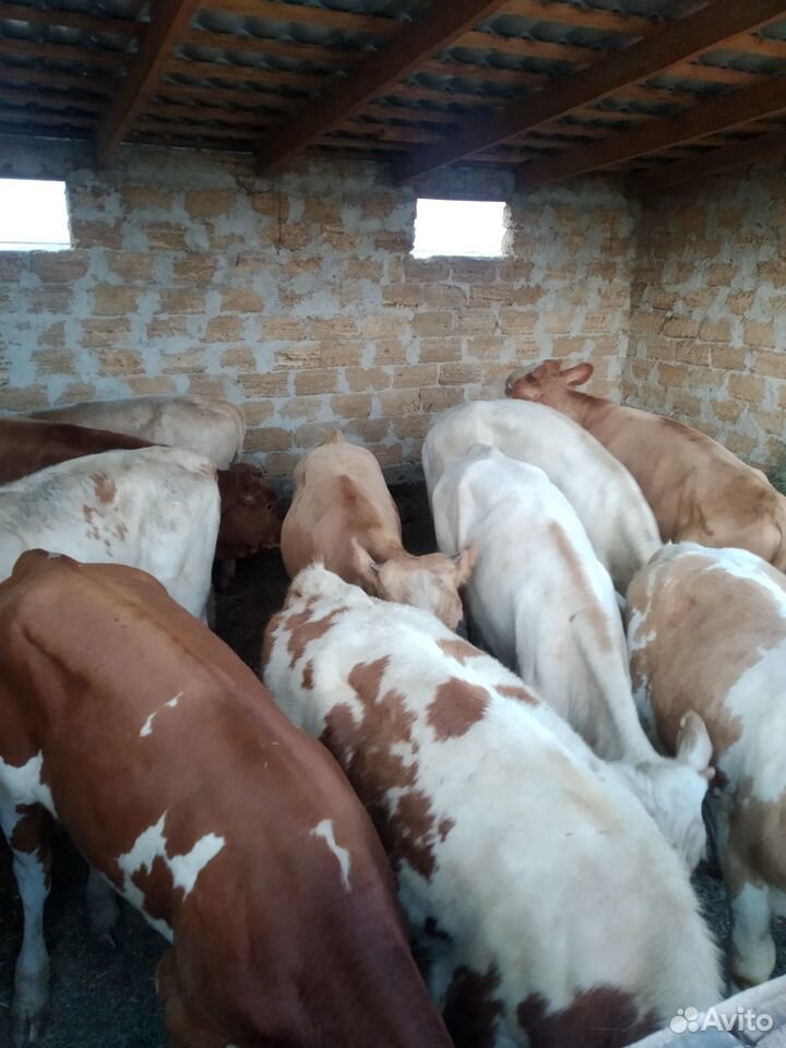 Продам бычков мясных пород купить на Зозу.ру - фотография № 2