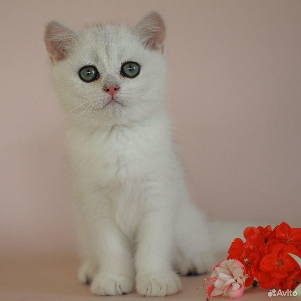 Британский котик серебристая шиншилла купить на Зозу.ру - фотография № 4