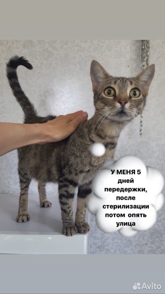 Кошка в добрые руки купить на Зозу.ру - фотография № 2